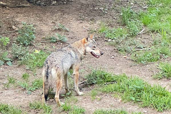 Tierpark Langenberg - Fressen und gefressen werden.